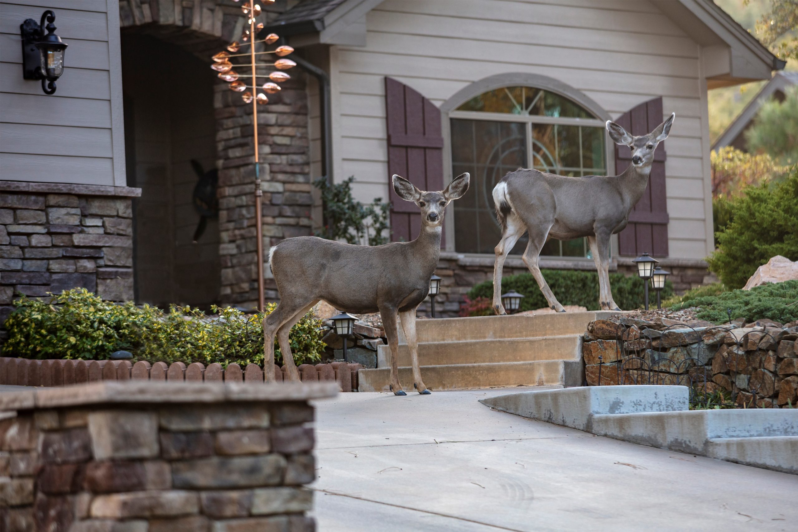 Two deear standing in front of a residence in Prescott Arizona early in the morning